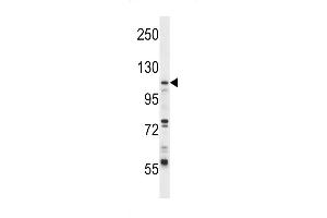 Western blot analysis in CEM cell line lysates (35ug/lane). (UBA7 抗体  (N-Term))