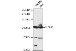 Western blot analysis of extracts of various cell lines, using SLC8 antibody (ABIN7270484) at 1:1000 dilution. (SLC8A2 抗体  (AA 360-450))