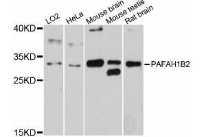 Western blot analysis of extracts of various cell lines, using PAFAH1B2 antibody (ABIN6292745) at 1:3000 dilution. (PAFAH1B2 抗体)
