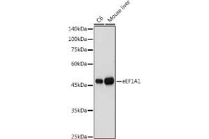 Western blot analysis of extracts of various cell lines, using eEF1 antibody (7857) at 1:1000 dilution. (eEF1A1 抗体  (AA 123-462))