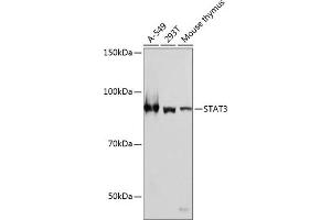 Western Blotting (WB) image for anti-Signal Transducer and Activator of Transcription 3 (Acute-Phase Response Factor) (STAT3) antibody (ABIN7270305)