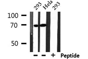Western blot analysis of extracts from 293 and Hela, using NXF1 Antibody. (NXF1 抗体  (N-Term))