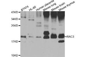Western blot analysis of extracts of various cell lines, using RAC3 antibody (ABIN5975576) at 1/1000 dilution. (RAC3 抗体)
