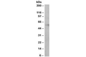 Western blot testing of human ovay lysate with IRF6 antibody at 0. (IRF6 抗体)