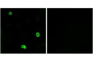Immunofluorescence (IF) image for anti-Coagulation Factor II (Thrombin) Receptor-Like 3 (F2RL3) (AA 29-78) antibody (ABIN2891147) (F2RL3 抗体  (AA 29-78))