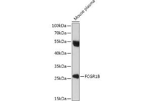 Western blot analysis of extracts of Mouse plasma, using FCGR1B antibody (ABIN7267161) at 1:1000 dilution. (FCGR1B 抗体)