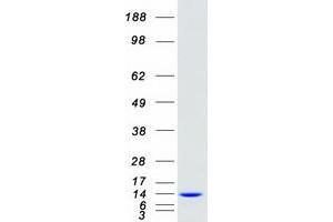 Western Blotting (WB) image for Cyclin-Dependent Kinase 2 Associated Protein 1 (CDK2AP1) protein (Myc-DYKDDDDK Tag) (ABIN2713862)
