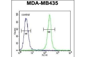 TRHDE Antibody (C-term) (ABIN651822 and ABIN2840414) flow cytometric analysis of MDA-M cells (right histogram) compared to a negative control cell (left histogram). (TRHDE 抗体  (C-Term))