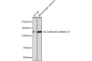 Western blot analysis of extracts of various cell lines, using LI Cadherin/Cadherin-17 Rabbit mAb (ABIN7268249) at 1:1000 dilution. (LI Cadherin 抗体)