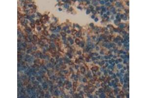 IHC-P analysis of Mouse Tissue, with DAB staining. (PTGS2 抗体  (AA 240-351))