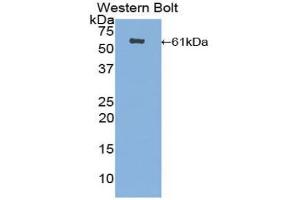 Western blot analysis of the recombinant protein. (CUZD1 抗体  (AA 218-479))
