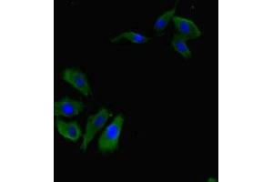 Immunofluorescence (IF) image for anti-Recombination Signal Binding Protein For Immunoglobulin kappa J Region (RBPJ) (AA 243-485) antibody (ABIN7167534)