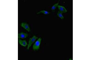 Immunofluorescent analysis of Hela cells using ABIN7167534 at dilution of 1:100 and Alexa Fluor 488-congugated AffiniPure Goat Anti-Rabbit IgG(H+L) (RBPJ 抗体  (AA 243-485))
