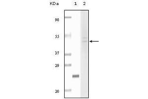 Western blot analysis using Fibulin5 mouse mAb against truncated fibulin5 recombinant protein (1) and Hela cell lysate (2). (Fibulin 5 抗体)