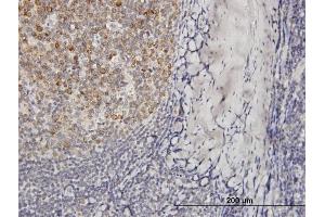 Immunoperoxidase of purified MaxPab antibody to VPREB3 on formalin-fixed paraffin-embedded human tonsil. (VPREB3 抗体  (AA 1-123))