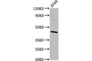 Western Blot Positive WB detected in: A549 whole cell lysate All lanes: ELMOD3 antibody at 4. (ELMOD3 抗体  (AA 1-102))