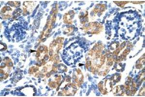 Immunohistochemical staining (Formalin-fixed paraffin-embedded sections) of human kidney with HSF2BP polyclonal antibody  at 4-8 ug/mL working concentration. (HSF2BP 抗体  (N-Term))
