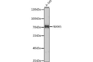 Western blot analysis of extracts of A-549 cells, using FBXW5 antibody (ABIN6132137, ABIN6140533, ABIN6140534 and ABIN6224988) at 1:1000 dilution. (FBXW5 抗体  (AA 184-566))