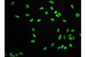 Immunofluorescence (IF) image for anti-Histone Cluster 1, H3a (HIST1H3A) (H3K9me2) antibody (ABIN7127290)