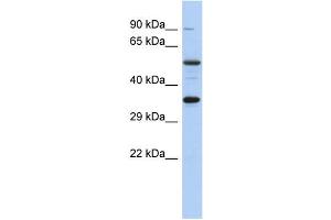 WB Suggested Anti-CREB1 Antibody Titration:  0. (CREB1 抗体  (Middle Region))
