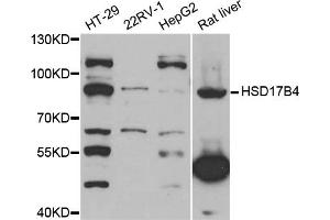 Western blot analysis of extracts of various cell lines, using HSD17B4 antibody (ABIN5973638) at 1/1000 dilution. (HSD17B4 抗体)