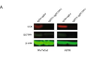 Western Blotting (WB) image for anti-Deoxycytidine Kinase (DCK) antibody (ABIN2855484)