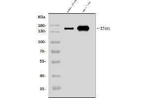 Western blot analysis of CD11c/Itgax using anti-CD11c/Itgax antibody (ABIN7600545).
