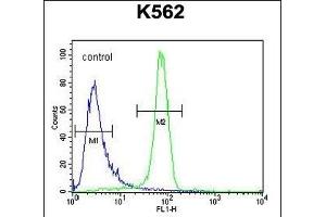 EGFR- Antibody (C-term) (ABIN651628 and ABIN2840334) flow cytometric analysis of K562 cells (right histogram) compared to a negative control cell (left histogram). (EGFR 抗体  (C-Term))
