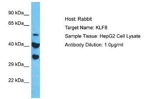 Host:  Rabbit  Target Name:  KLF8  Sample Type:  HepG2 Whole Cell lysates  Antibody Dilution:  1. (KLF8 抗体  (Middle Region))