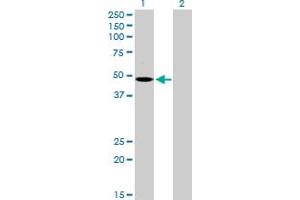 Western Blot analysis of MCHR1 expression in transfected 293T cell line by MCHR1 MaxPab polyclonal antibody.