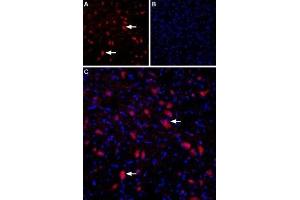 Immunohistochemistry (IHC) image for anti-Glutamate Receptor, Ionotropic, Kainate 4 (GRIK4) (AA 49-61), (Extracellular) antibody (ABIN7043240)