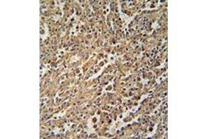 Formalin fixed and paraffin embedded human spleen tissue reacted with ENASE Antibody  followed by peroxidase conjugation of the secondary antibody and DAB staining. (ENGASE 抗体  (Middle Region))