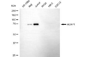 Western blotting analysis using ACAP1 antibody (ABIN7797641).