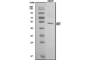 Western blot analysis of IRF7 using anti-IRF7 antibody (ABIN7602534).