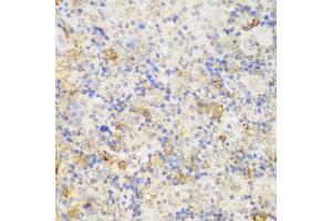 Immunohistochemistry (IHC) image for anti-GRIP and Coiled-Coil Domain Containing 2 (GCC2) (AA 1-300) antibody (ABIN6141007)