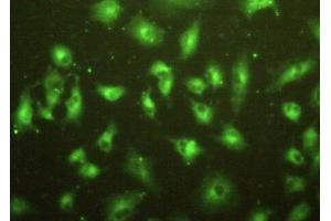 Immunofluorescence (IF) image for anti-Membrane Protein, Palmitoylated 2 (MAGUK P55 Subfamily Member 2) (MPP2) (AA 3-214) antibody (ABIN7442810)