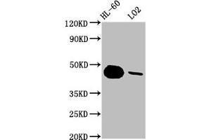 Western Blot Positive WB detected in: HL-60 whole cell lysate, LO2 whole cell lysate All lanes: CASP9 antibody at 1. (Recombinant Caspase 9 抗体)