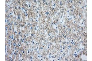 Immunohistochemistry (IHC) image for anti-3-hydroxyisobutyryl-CoA Hydrolase (HIBCH) antibody (ABIN1498658) (HIBCH 抗体)