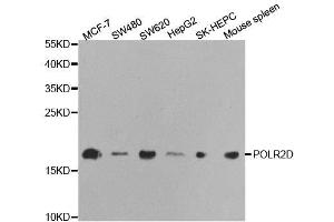 Western blot analysis of extracts of various cell lines, using POLR2D antibody. (POLR2D 抗体  (AA 1-142))