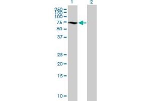 Western Blot analysis of KIF19 expression in transfected 293T cell line by KIF19 MaxPab polyclonal antibody. (KIF19 抗体  (AA 1-548))