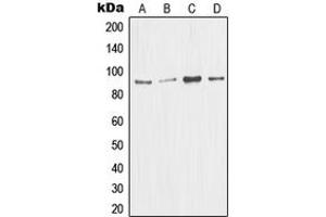Western blot analysis of MDM2 expression in Jurkat (A), A673 (B), HEK293T (C), A549 (D) whole cell lysates. (MDM2 抗体  (C-Term))