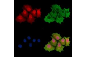 ABIN7096234 and ABIN7100296 staining HepG2 cells by IF/ICC. (TRMT1L 抗体)