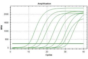 Polymerase Chain Reaction (PCR) image for Interferon gamma (IFNG) IQ-ELISA Kit (ABIN5680028) (Interferon gamma IQ-ELISA 试剂盒)