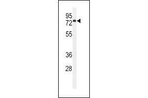 Western blot analysis of EN Antibody (Center) (ABIN651116 and ABIN2840082) in HL-60 cell line lysates (35 μg/lane). (ENPP7 抗体  (AA 286-313))