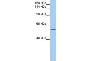 WB Suggested Anti-DLC1 Antibody Titration: 0. (DLC1 抗体  (C-Term))
