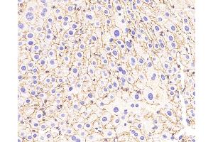 Immunohistochemistry analysis of paraffin-embedded Mouse liver using N-cadherin Polyclonal Antibody at dilution of 1:500. (N-Cadherin 抗体)
