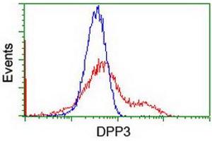 Image no. 3 for anti-Dipeptidyl-Peptidase 3 (DPP3) antibody (ABIN1497828) (DPP3 抗体)