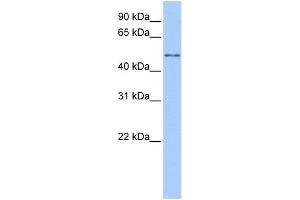 WB Suggested Anti-CCT8L2 Antibody Titration:  0. (CCT8L2 抗体  (Middle Region))