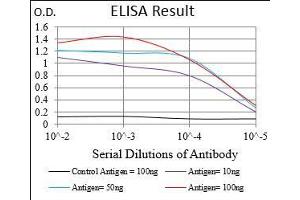 Fig. (CSF1R 抗体  (AA 344-497))
