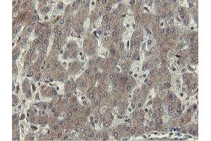 Image no. 3 for anti-OTU Domain, Ubiquitin Aldehyde Binding 1 (OTUB1) antibody (ABIN1499930)